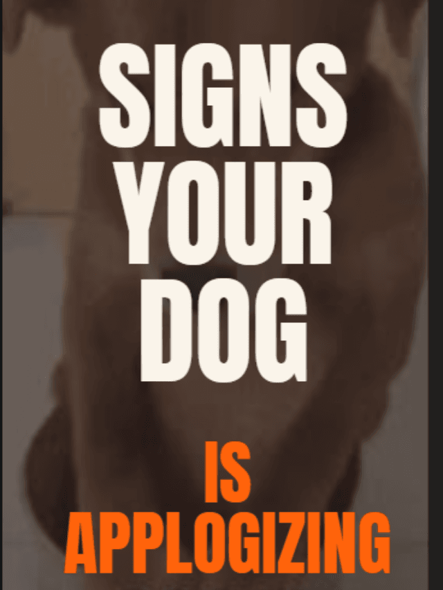 Signs your dog is apologizing