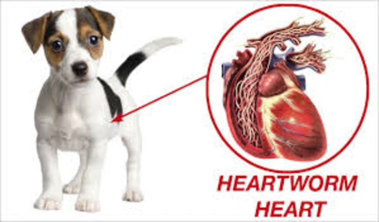 Tractor Supply Heartworm Meds – What Are Your Options?