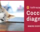 Coccidia in Cats: A Comprehensive Guide to Symptoms, Treatment, and Prevention