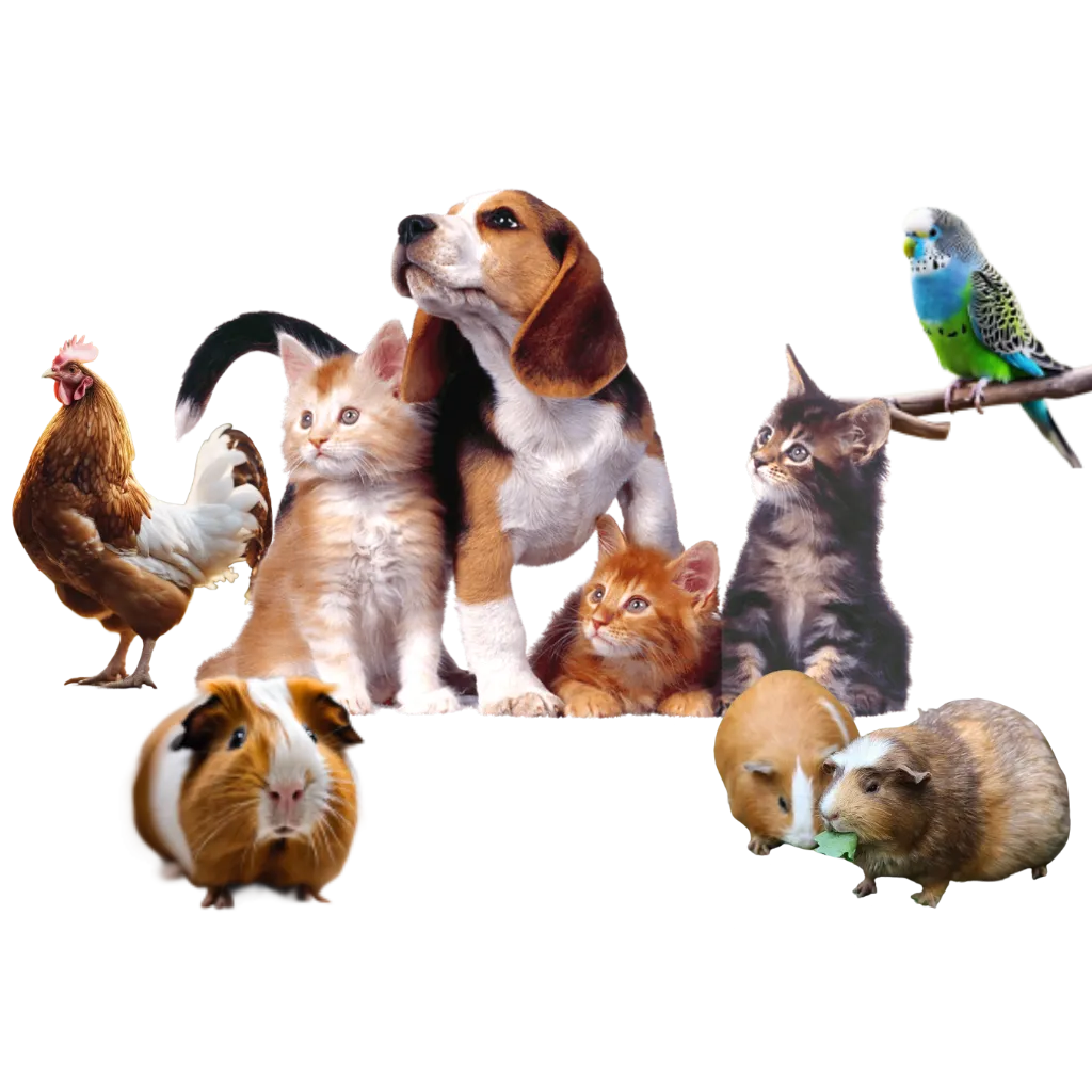 toltrazuril Shop pets Medicines